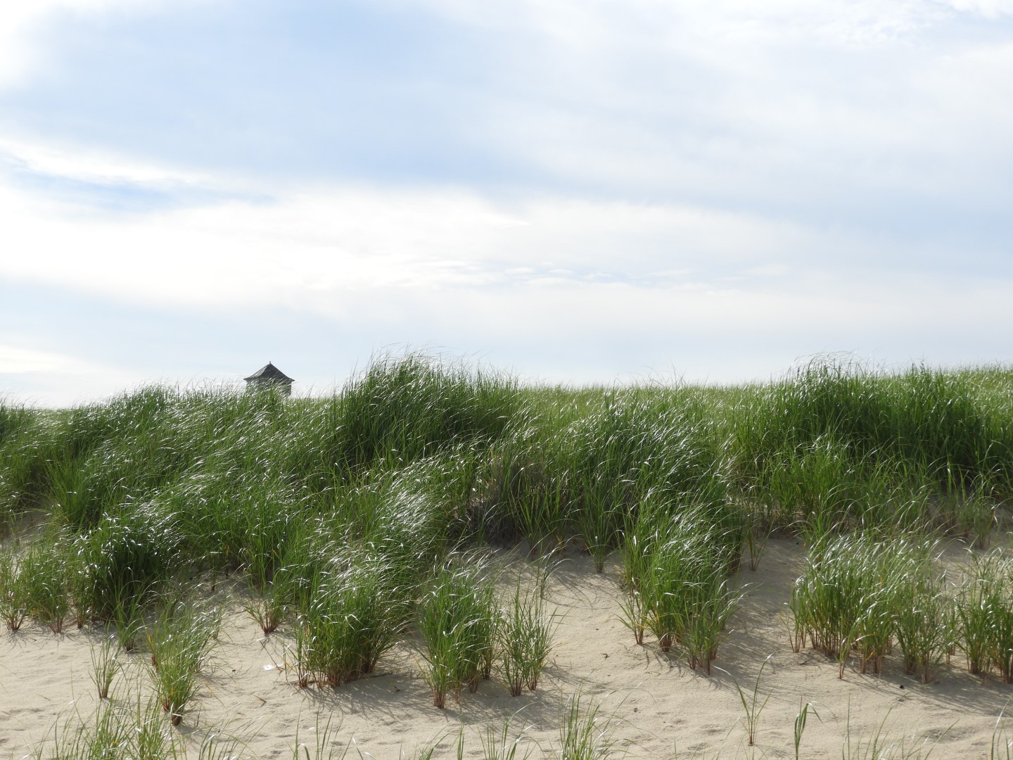 Beach near the Province Lands National Seashore RacePoint Visitor Center in Provincetown MA 8 of 10 (#9597)