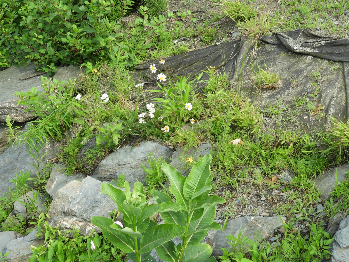 Near the University of Maine-Orono ME 4 of  4 (#9632)