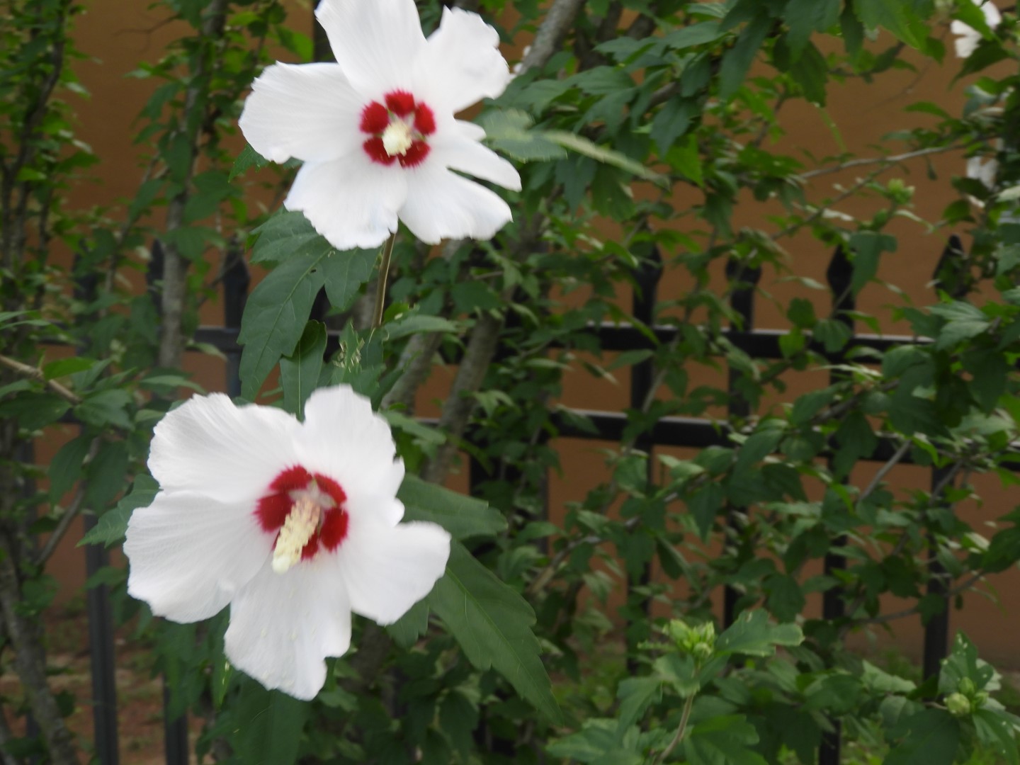 St Johns University in Brooklyn NY 2 of  3 (#9823)