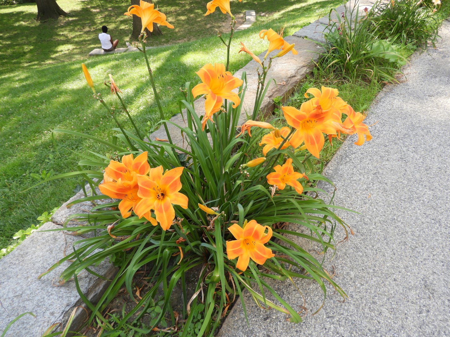 People in the park around the Hamilton-Grange National Historic Home in New York City NY 1 of  6 (#9832)