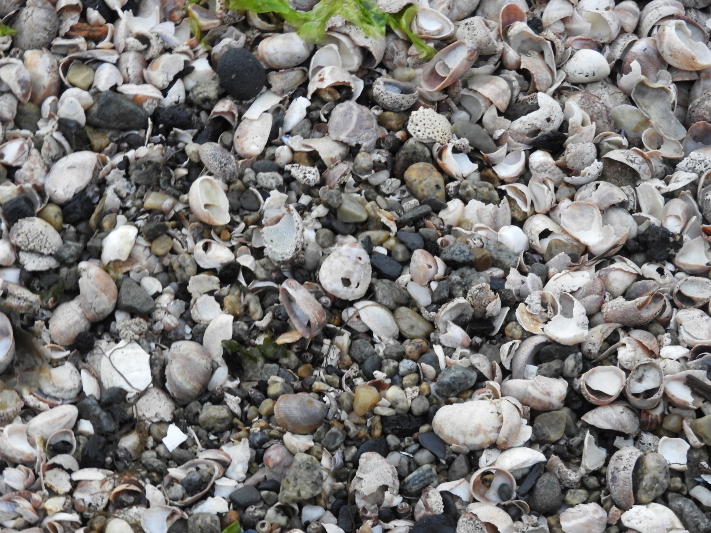 Sandy Point Beach RI 12 of 52 (#9887)