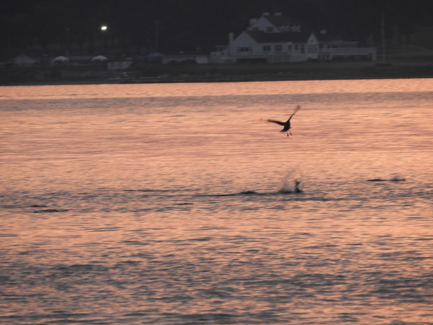 Sandy Point Beach RI 18 of 52 (#9893)