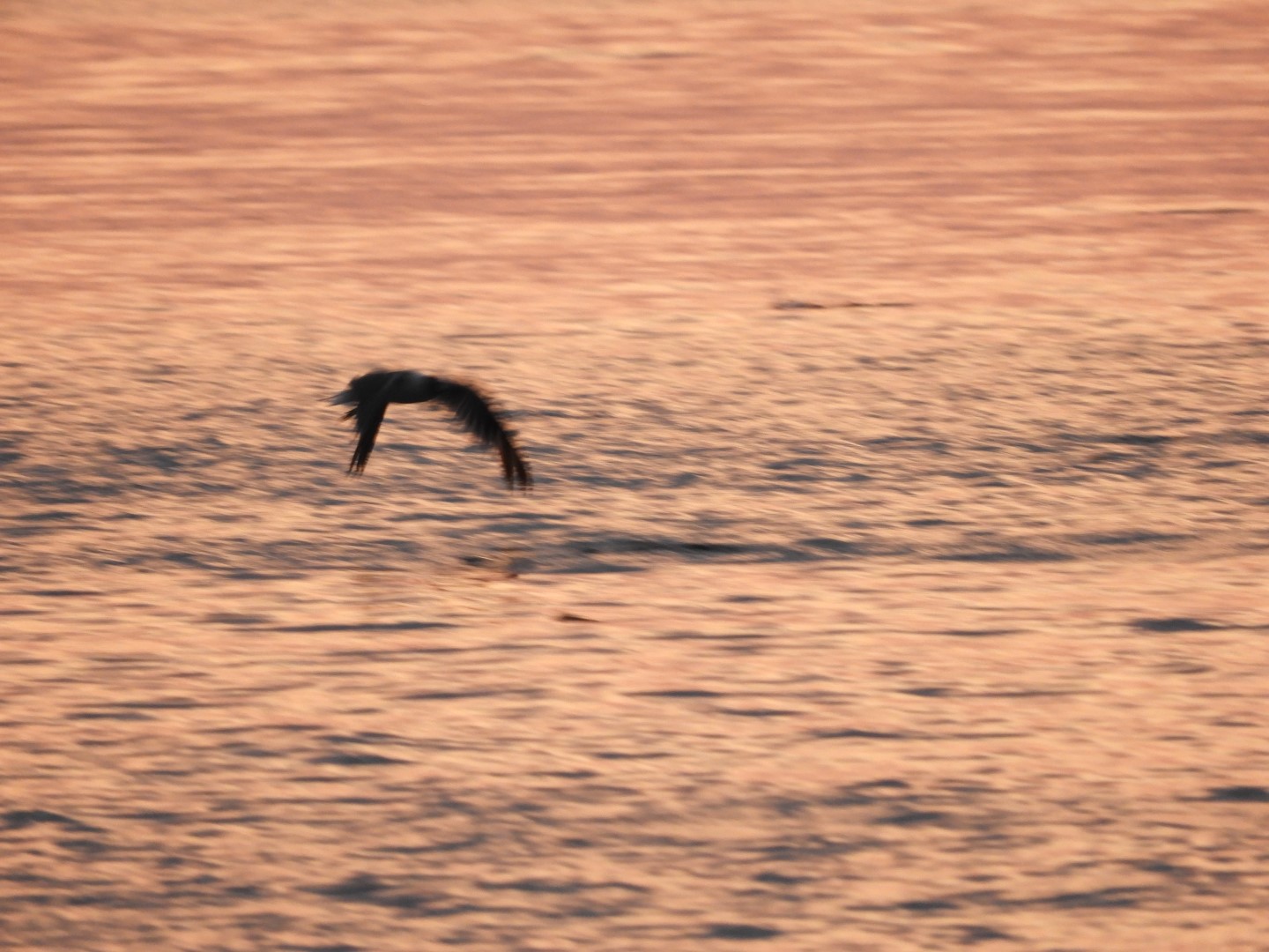 Sandy Point Beach RI 20 of 52 (#9895)