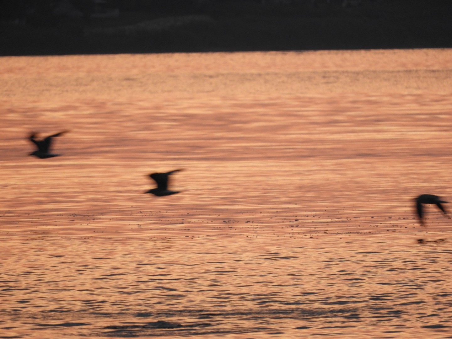 Sandy Point Beach RI 22 of 52 (#9898)