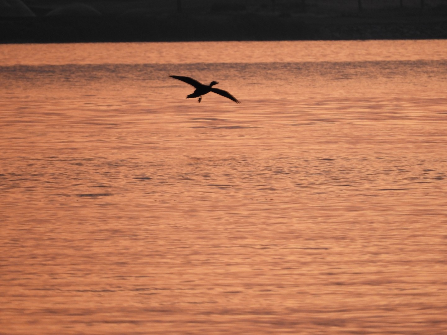 Sandy Point Beach RI 31 of 52 (#9907)