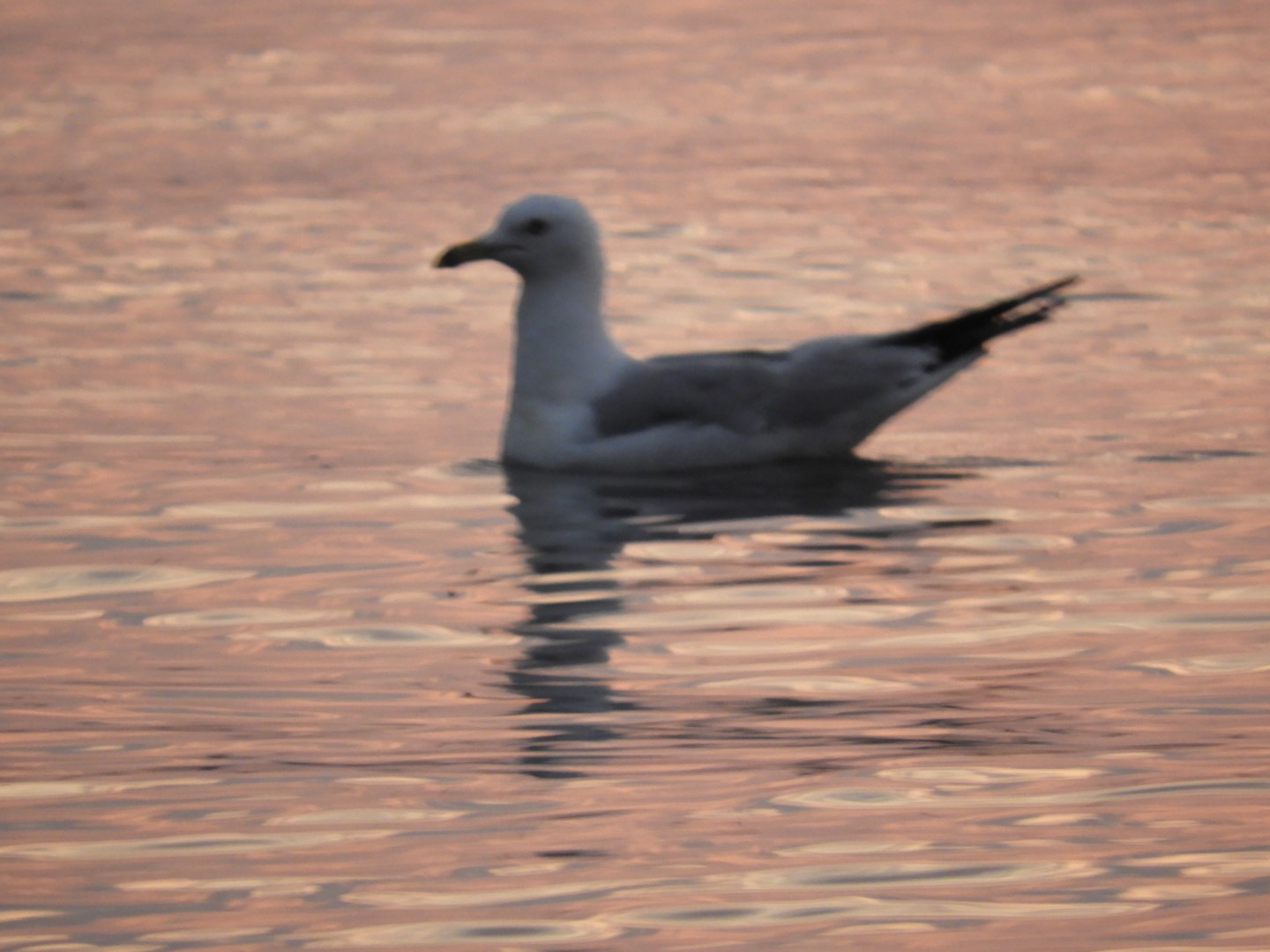 Sandy Point Beach RI 37 of 52 (#9916)