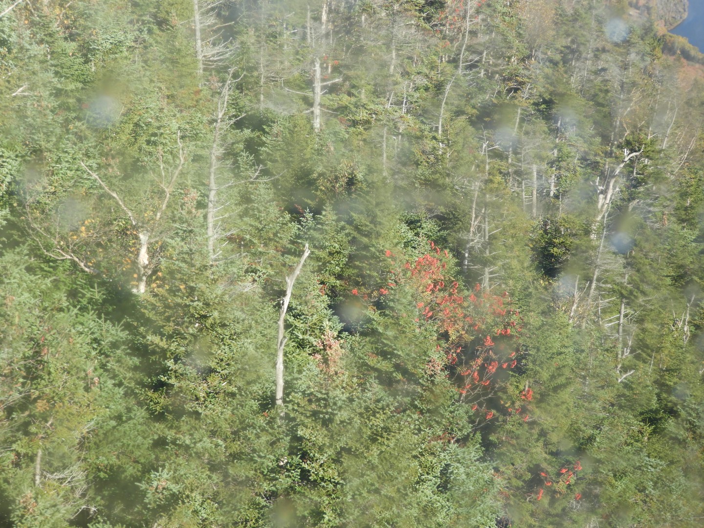 Tramway near Lincoln New Hampshire  9 of 22 (#0097)