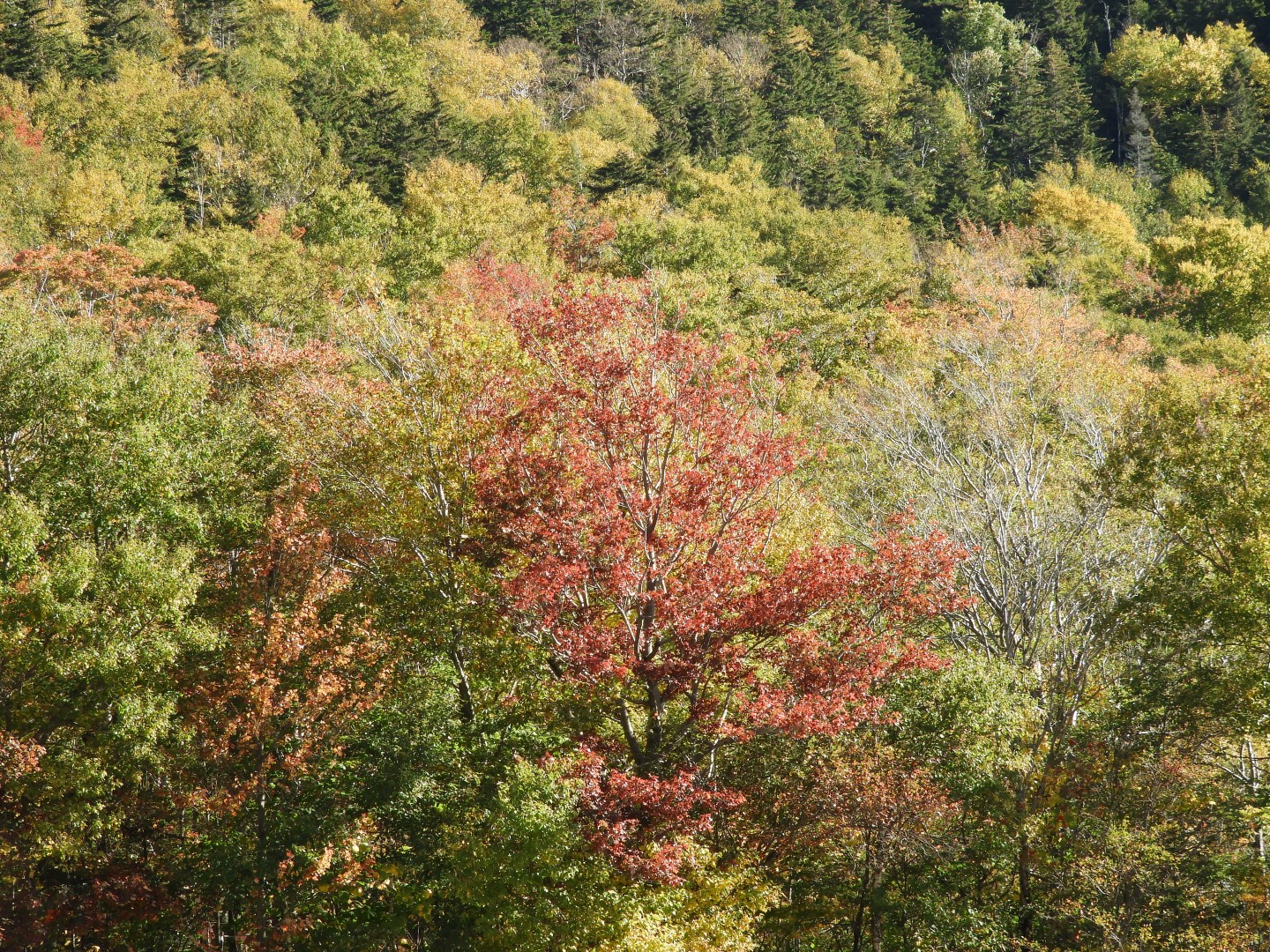Tramway near Lincoln New Hampshire 21 of 22 (#0115)
