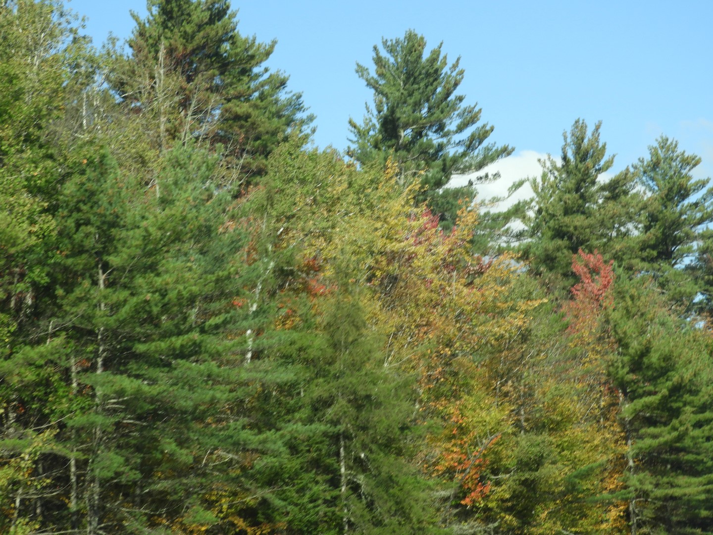 Highway sites in northeastern Vermont  2 of 36 (#0118)