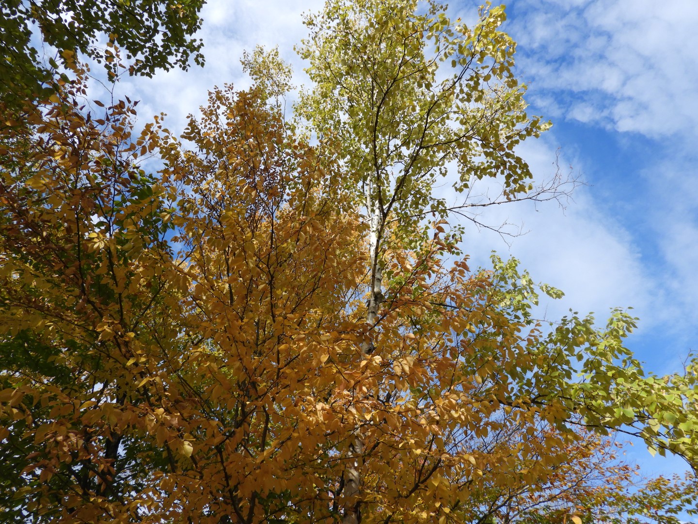 Canyon Sainte Anne northeast of Quebec City CN  5 of 57 (#0269)