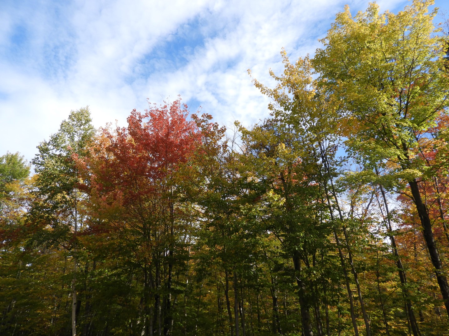 Canyon Sainte Anne northeast of Quebec City CN  6 of 57 (#0270)