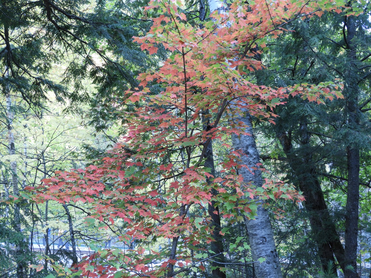 Canyon Sainte Anne northeast of Quebec City CN  9 of 57 (#0275)