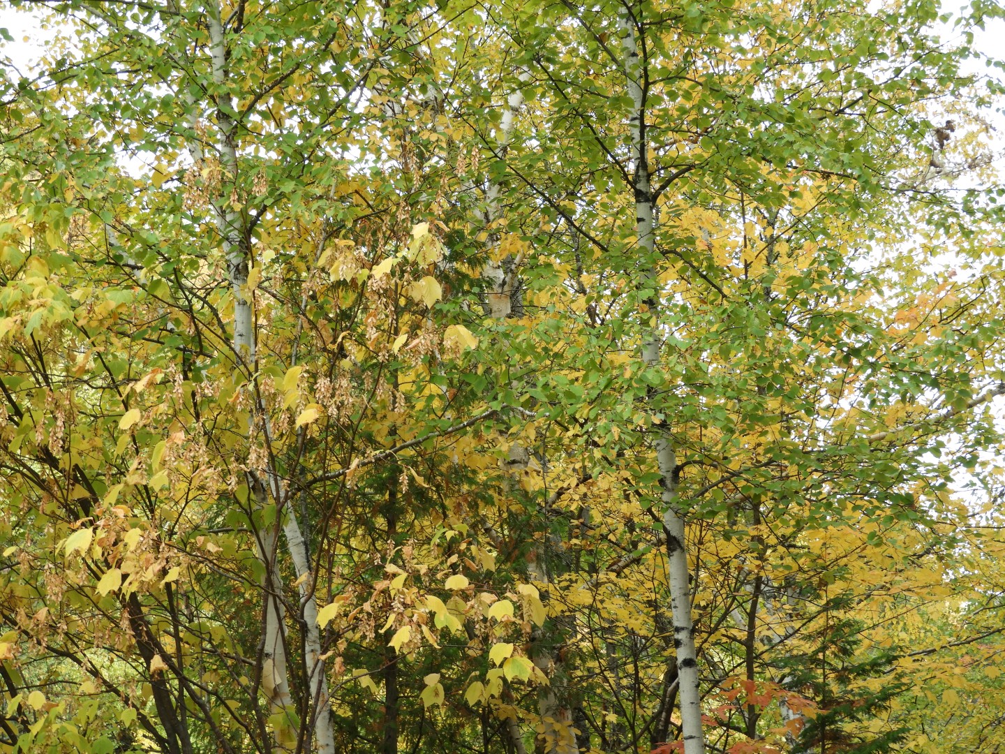 Canyon Sainte Anne northeast of Quebec City CN 10 of 57 (#0276)