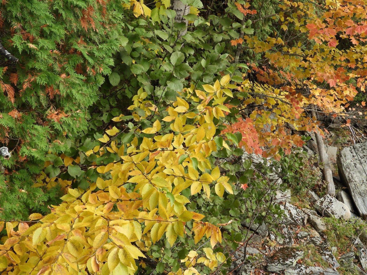 Canyon Sainte Anne northeast of Quebec City CN 33 of 57 (#0299)