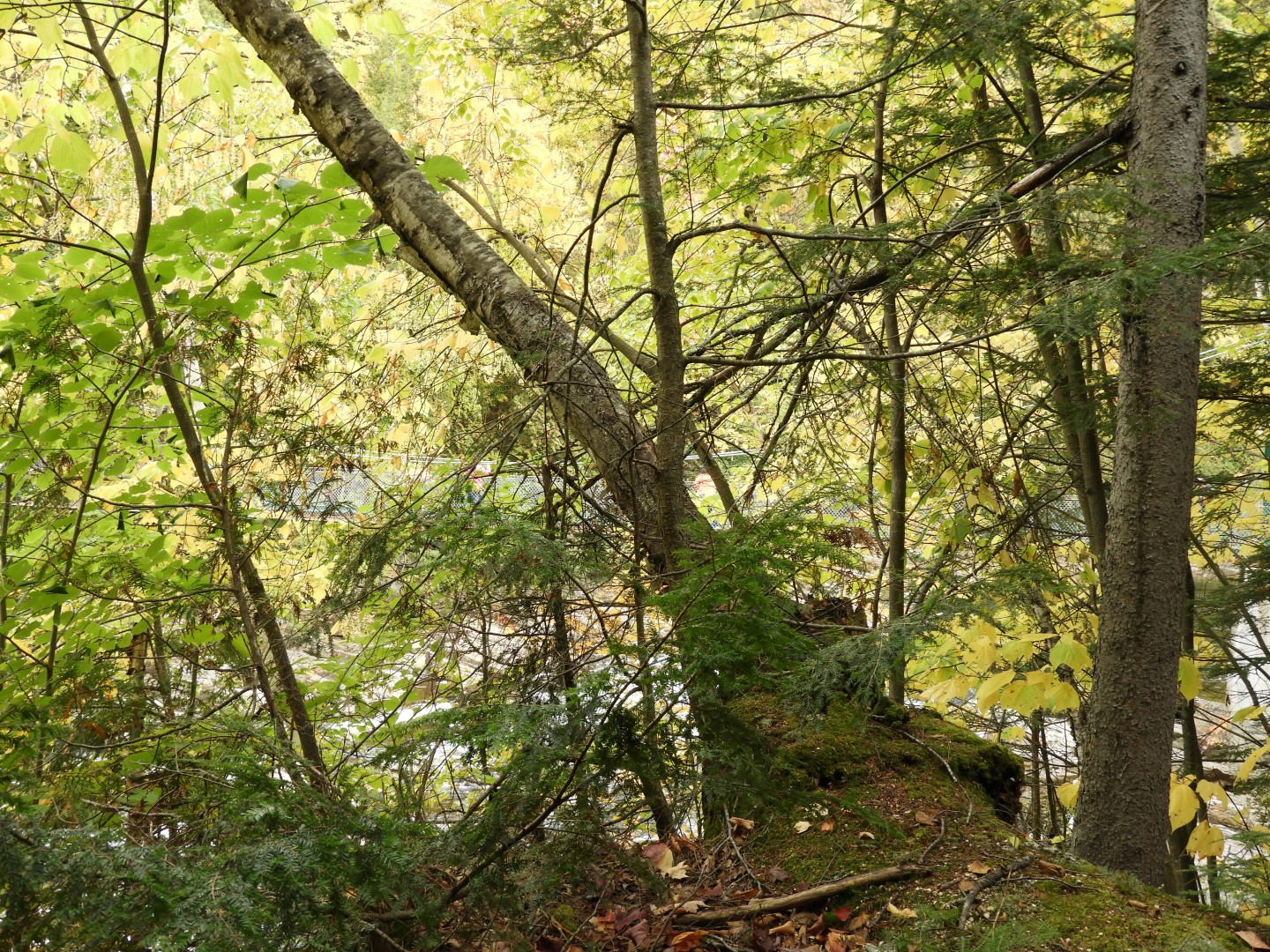 Canyon Sainte Anne northeast of Quebec City CN 36 of 57 (#0302)