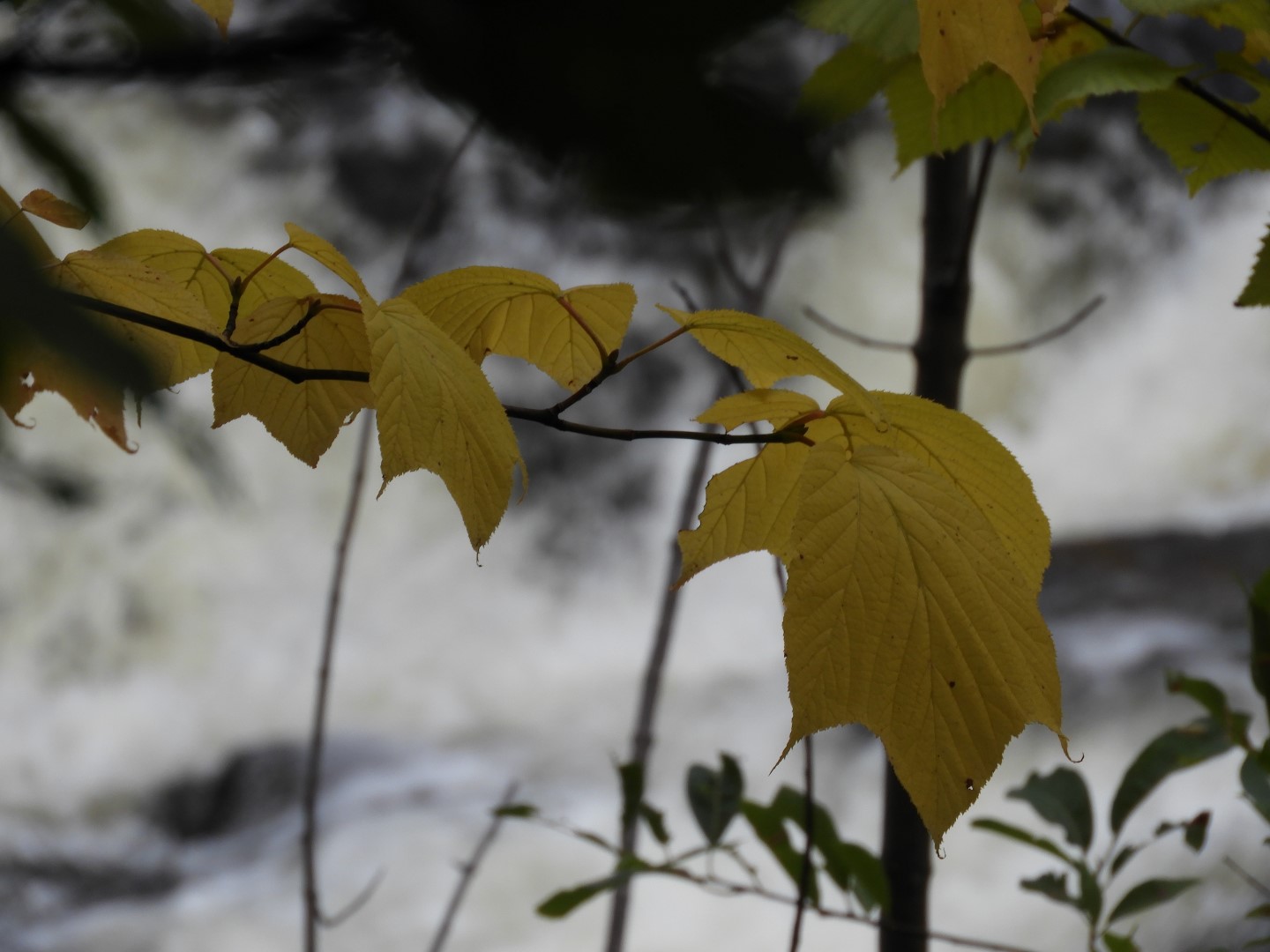Canyon Sainte Anne northeast of Quebec City CN 43 of 57 (#0309)