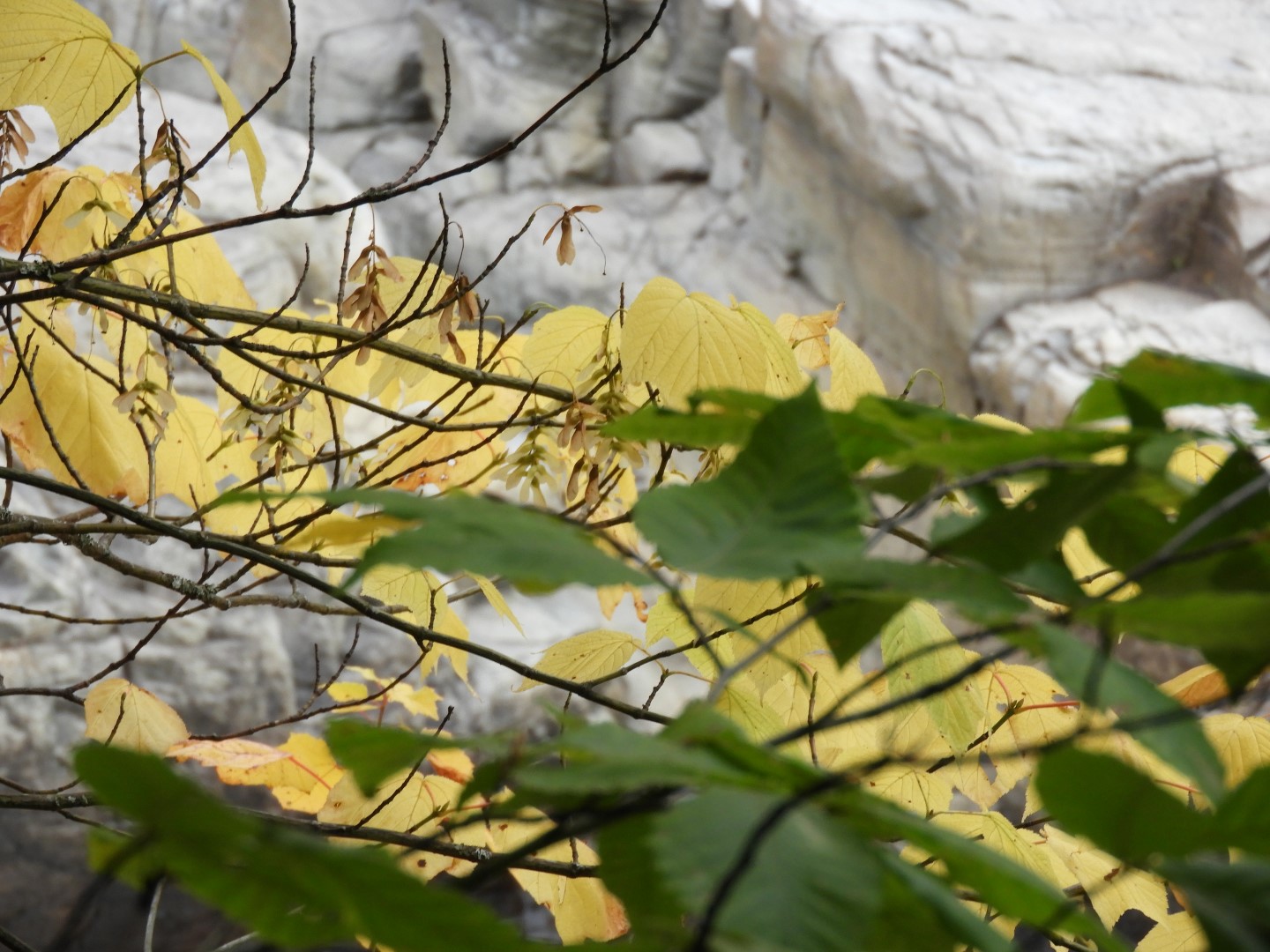 Canyon Sainte Anne northeast of Quebec City CN 45 of 57 (#0311)