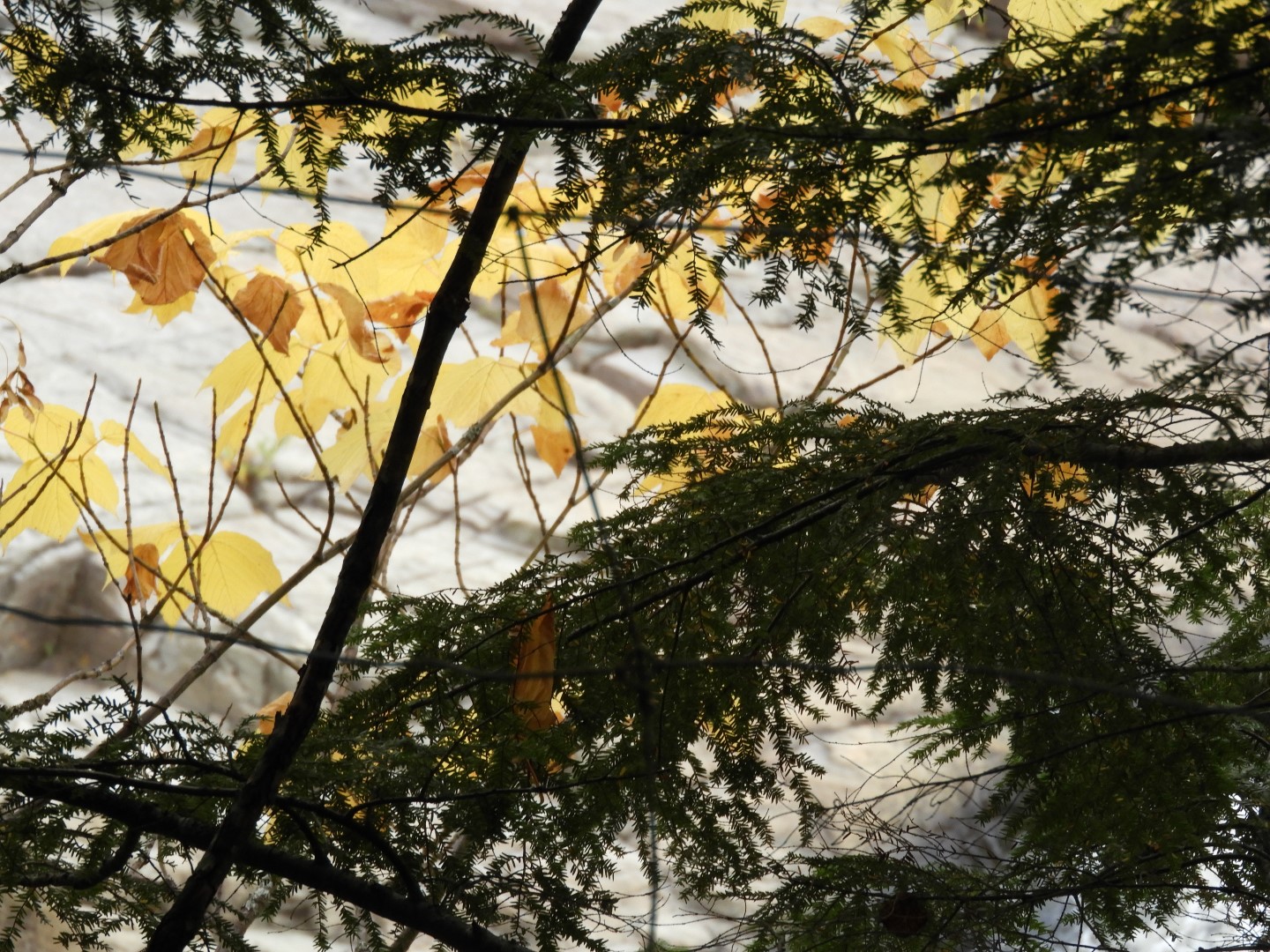 Canyon Sainte Anne northeast of Quebec City CN 46 of 57 (#0312)