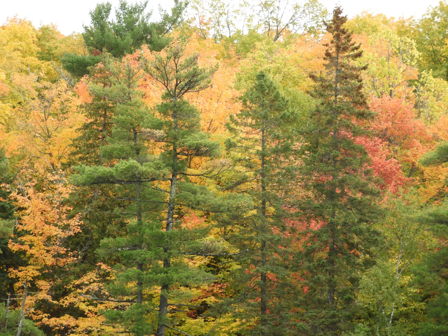 St. Lawrence River at Quebec City CN  7 of 21 (#0334)