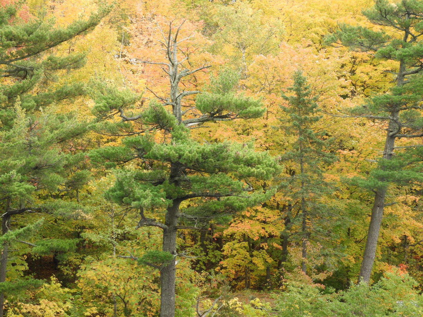 Miscellaneous in Quebec City CN  5 of  8 (#0345)