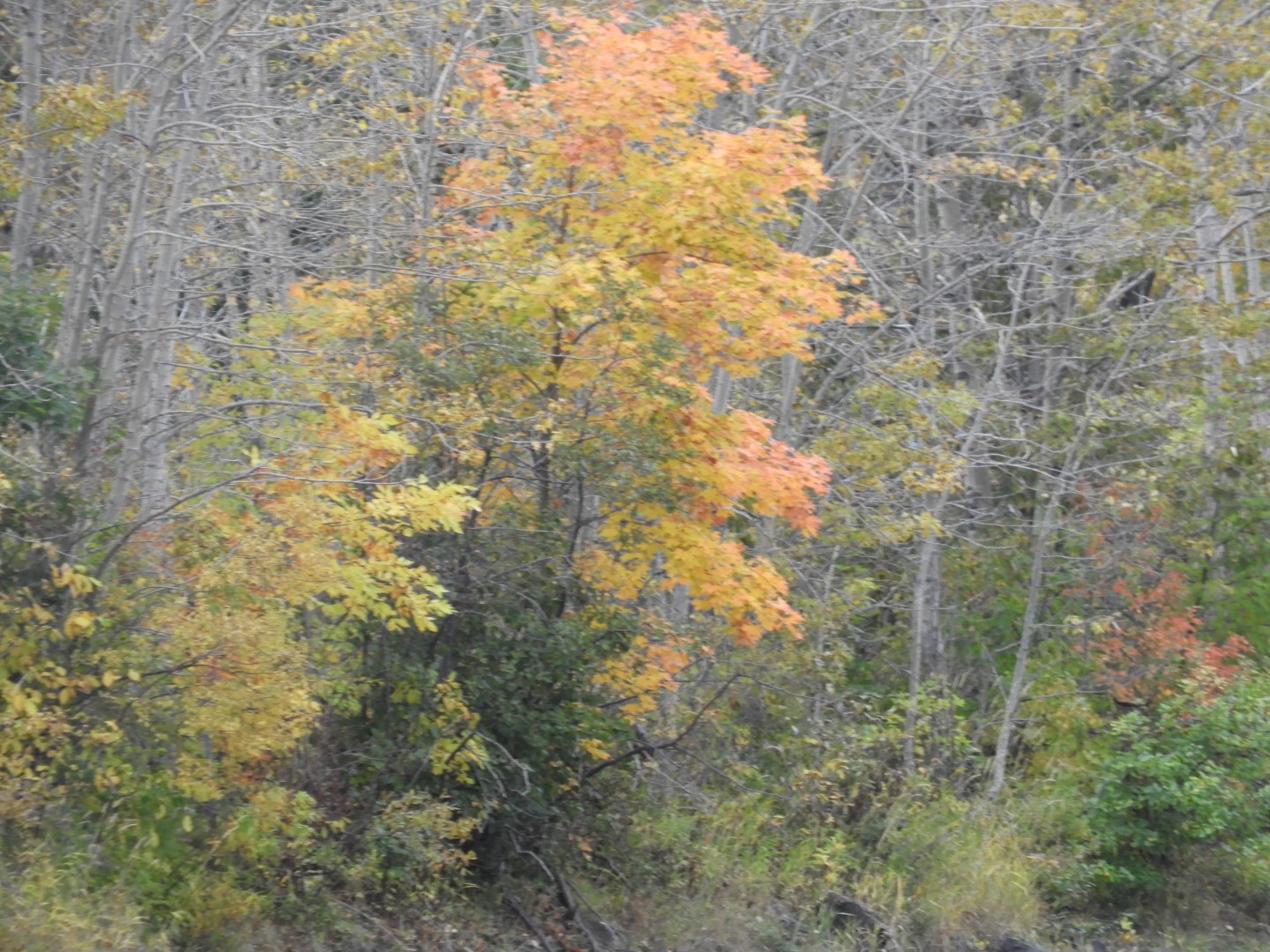 Rimouski CN 7 of  9 (#0434)