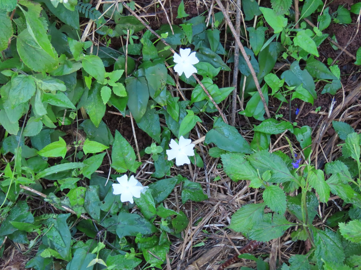 Kauai Northeast Coast  3 of  3 (#0230)
