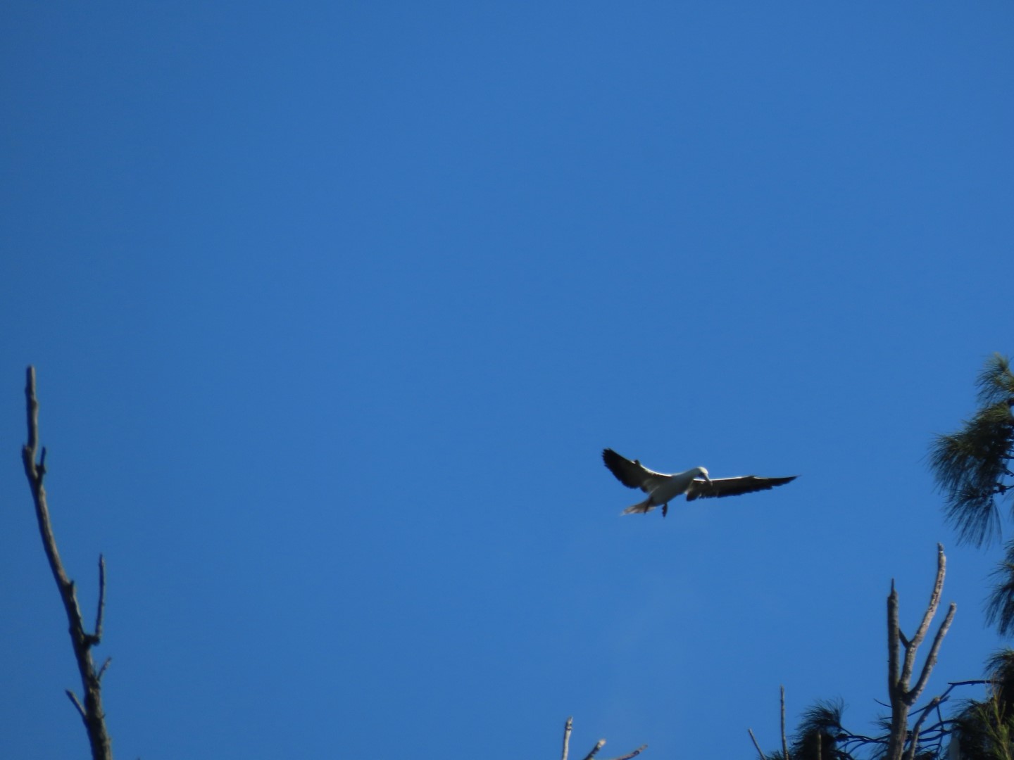 Kauai Lighthouse on North Coast  5 of  8 (#0235)