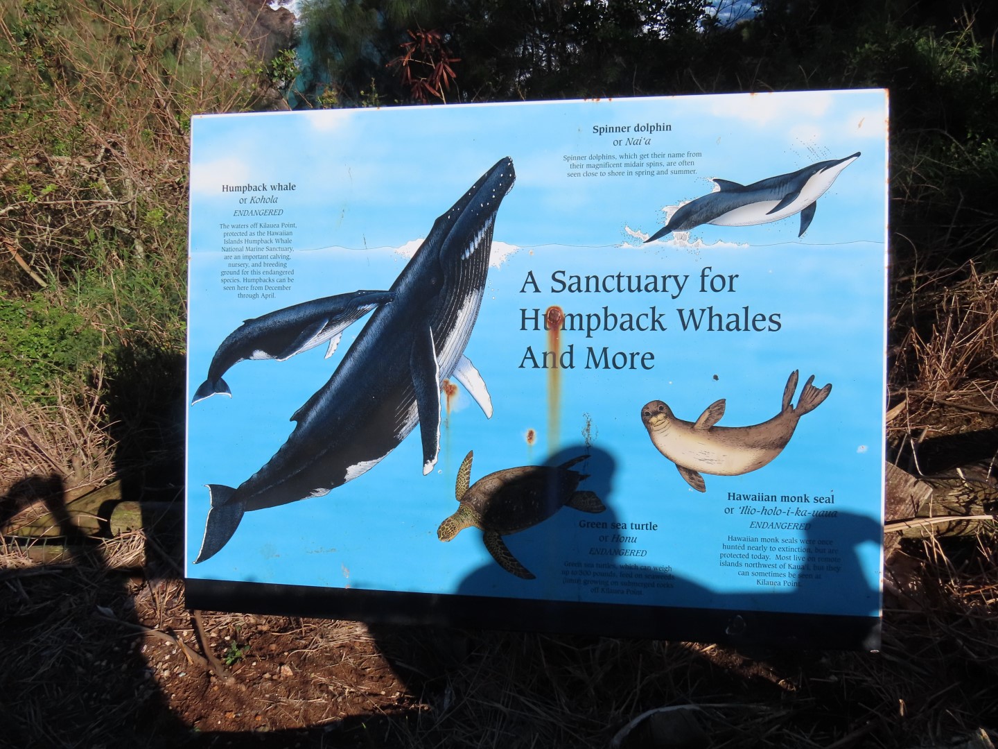 Kauai Lighthouse on North Coast  8 of  8 (#0238)