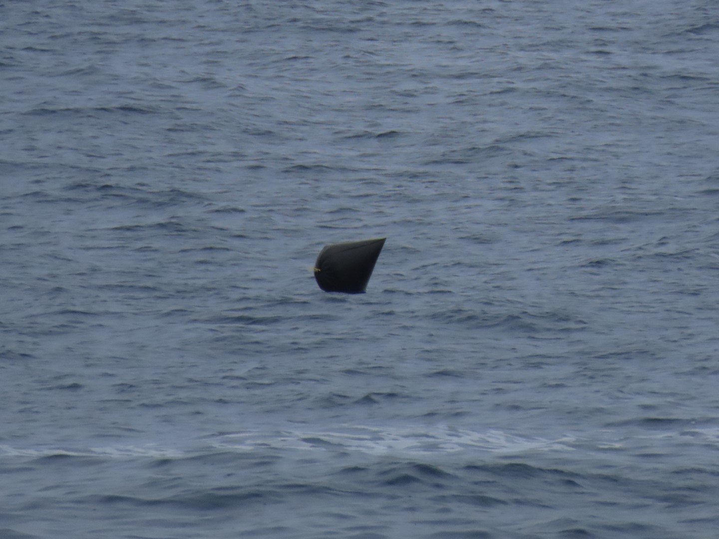 Is this a whale's tail at South Point Park on the Big Island of Hawaii  1 of  1 (#0361)