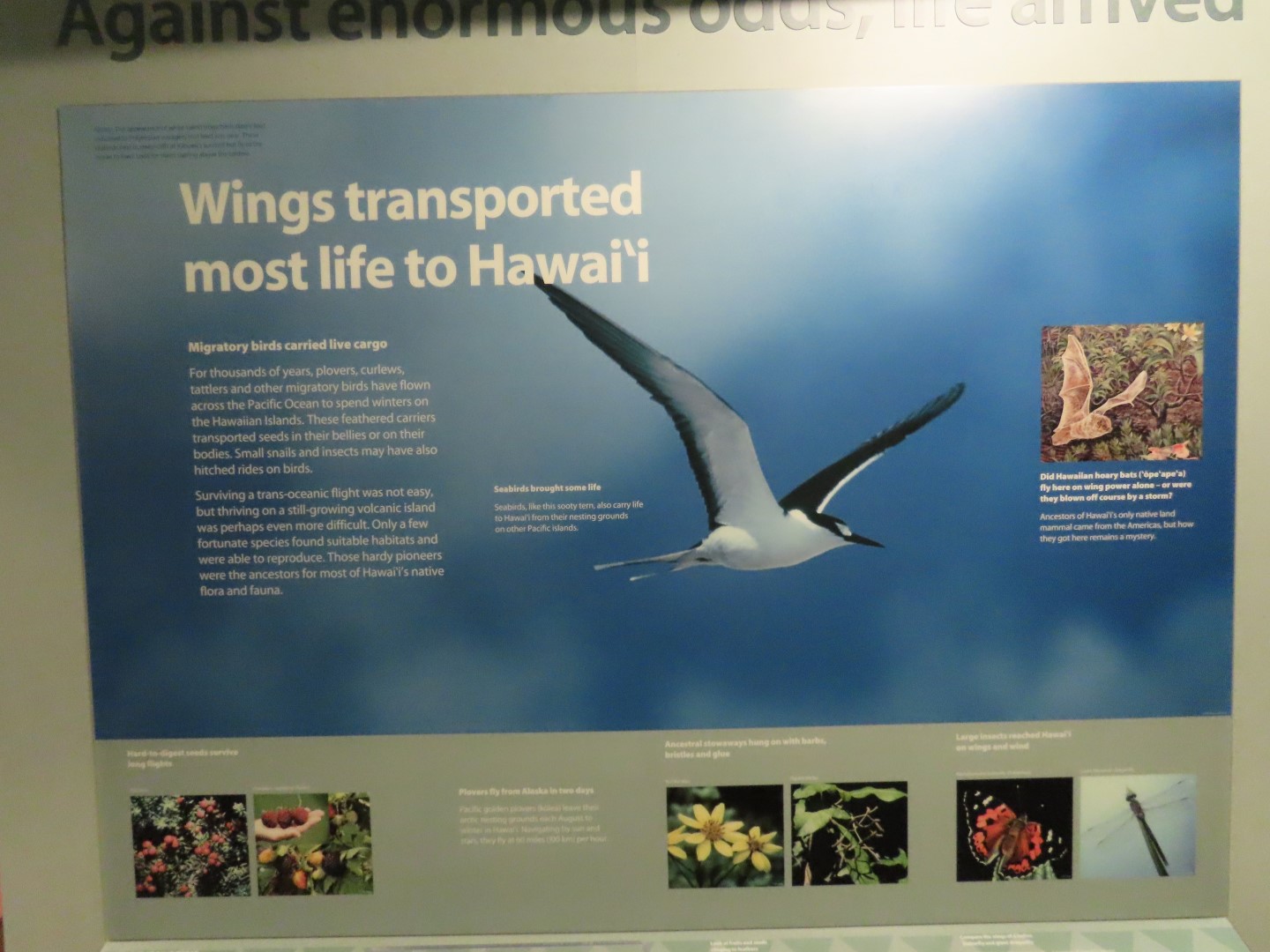 Hawaii Volcano National Park on the Big Island of Hawaii  6 of 16 (#0371)