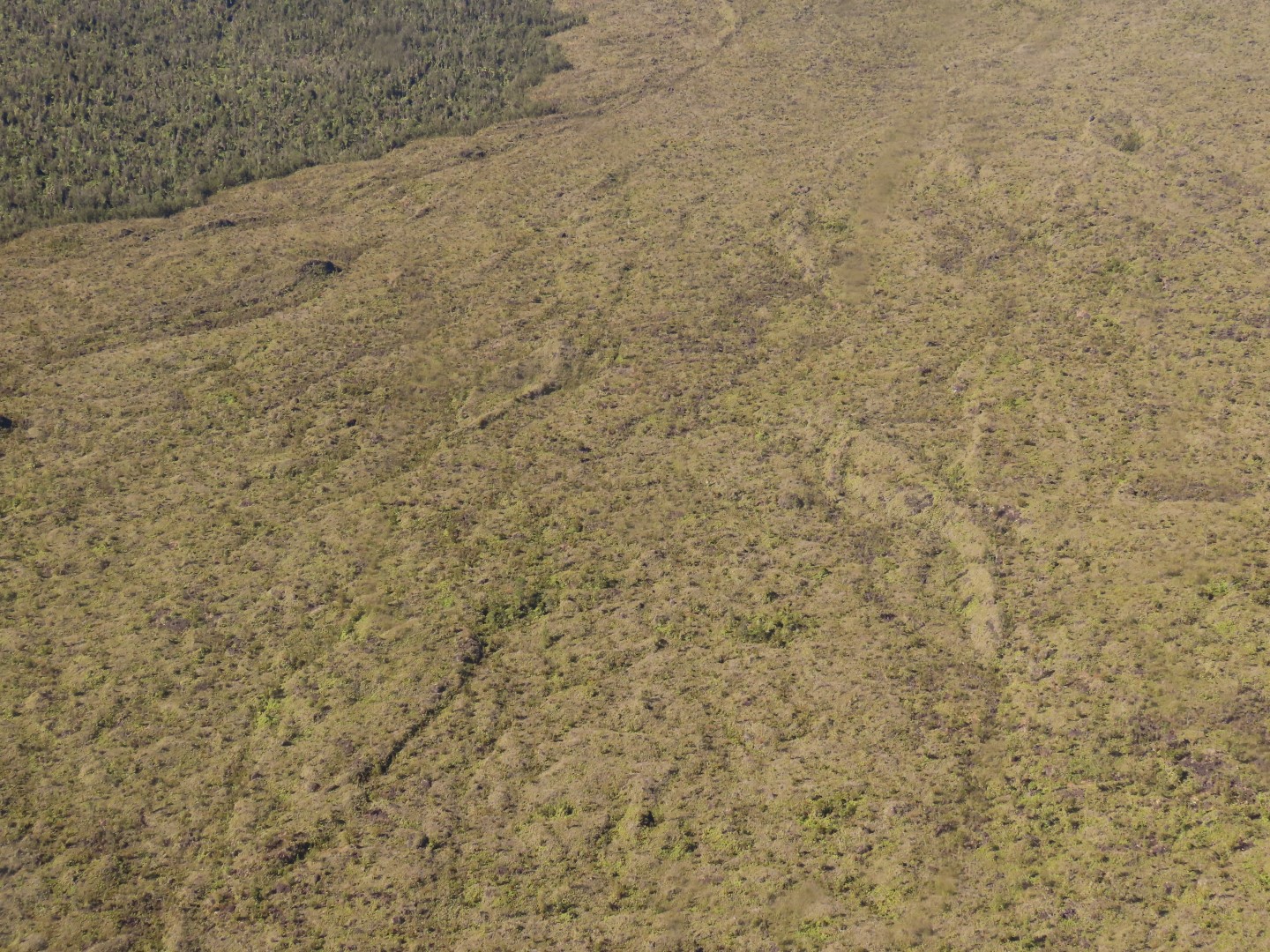 Touring the old Lava Beds of the Big Island of Hawaii  2 of 38 (#0545)