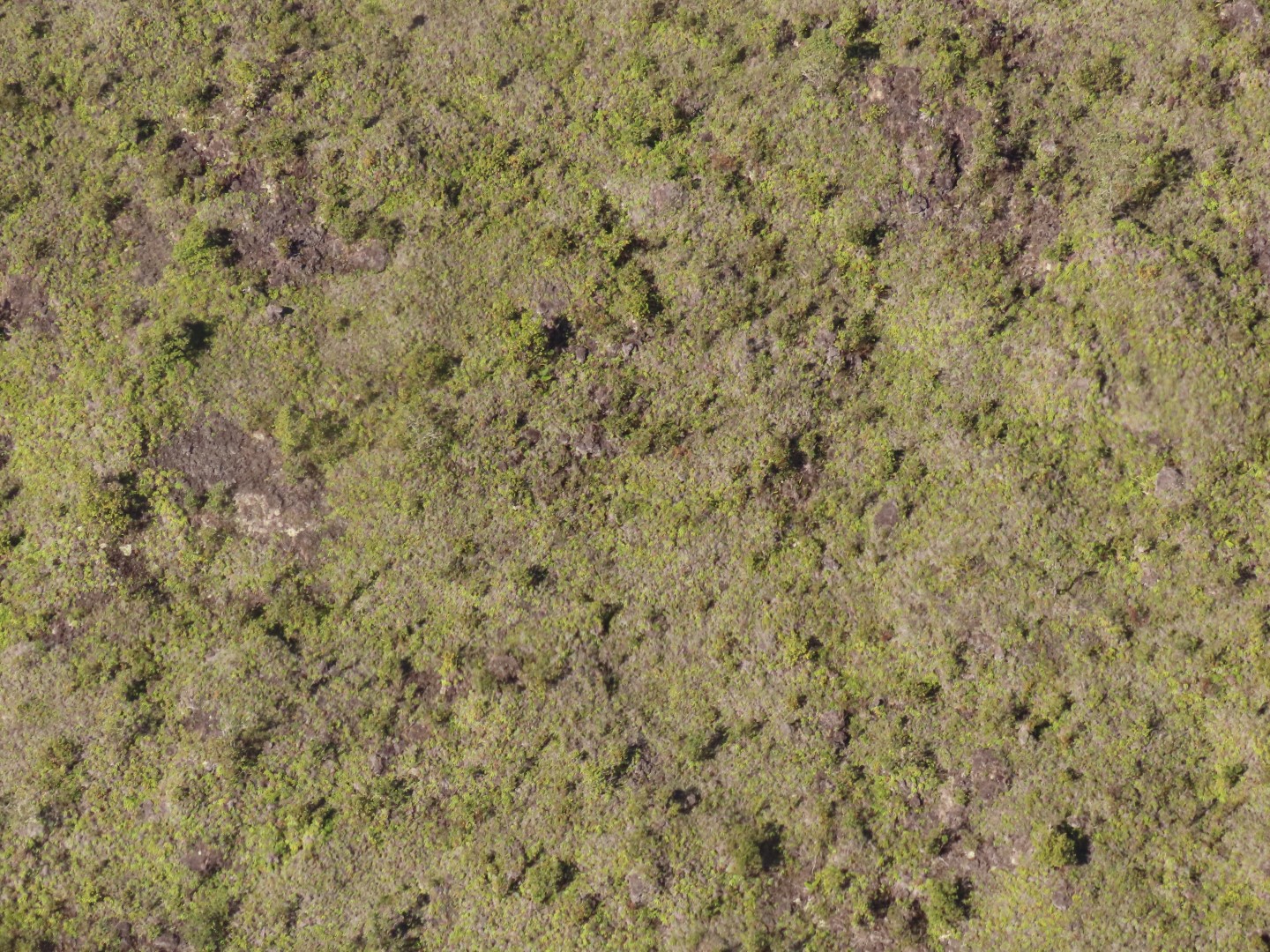 Touring the old Lava Beds of the Big Island of Hawaii  3 of 38 (#0546)