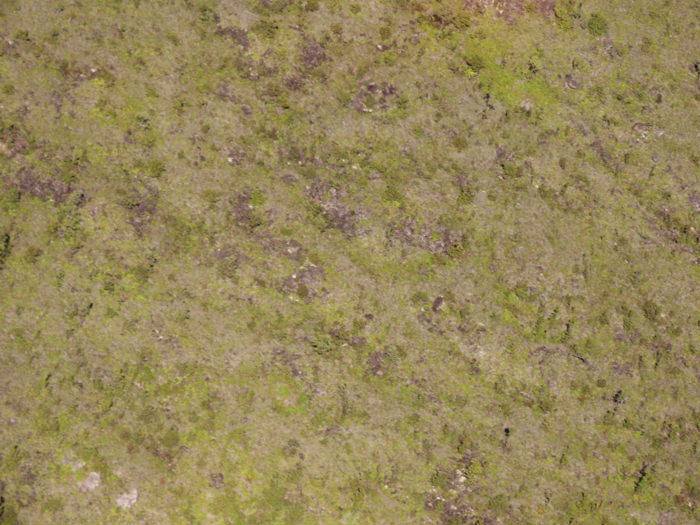 Touring the old Lava Beds of the Big Island of Hawaii  4 of 38 (#0547)