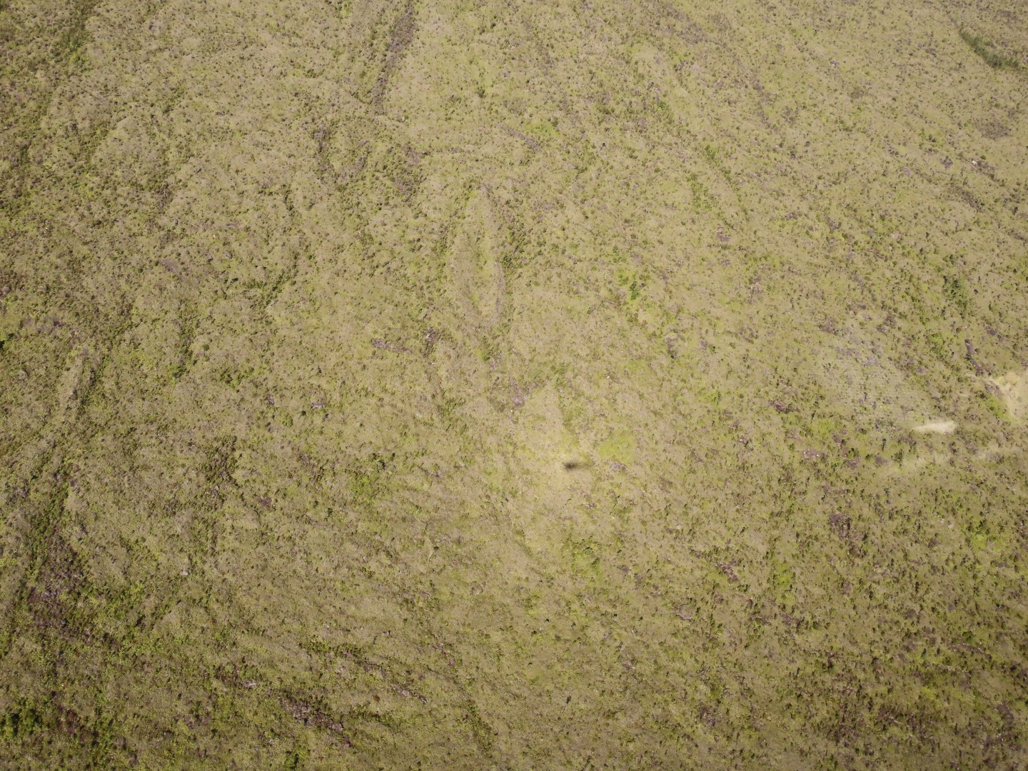 Touring the old Lava Beds of the Big Island of Hawaii  5 of 38 (#0548)