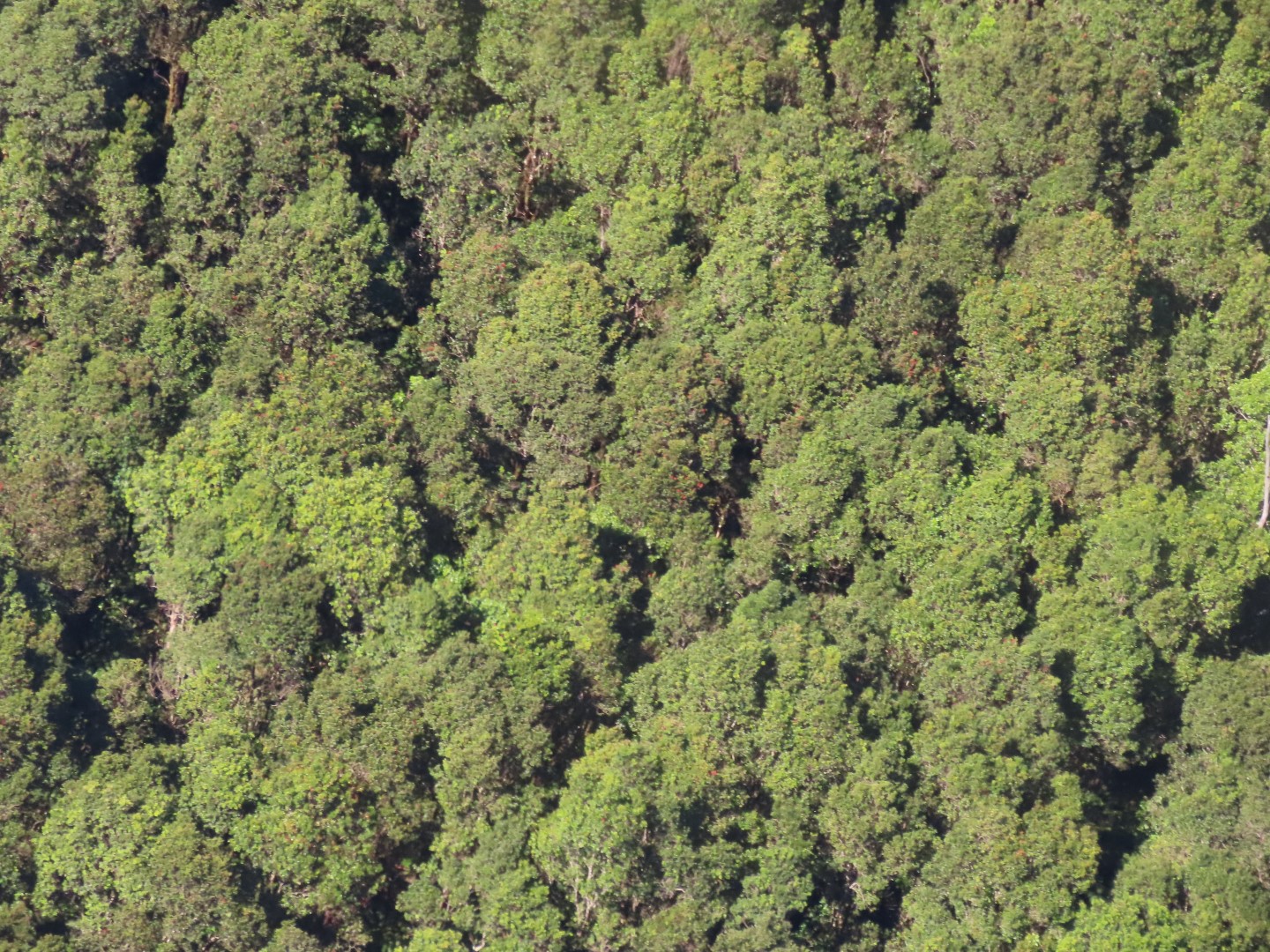 Waterfalls in the Rain Forest on the Big Island of Hawaii 13 of 15 (#0549)