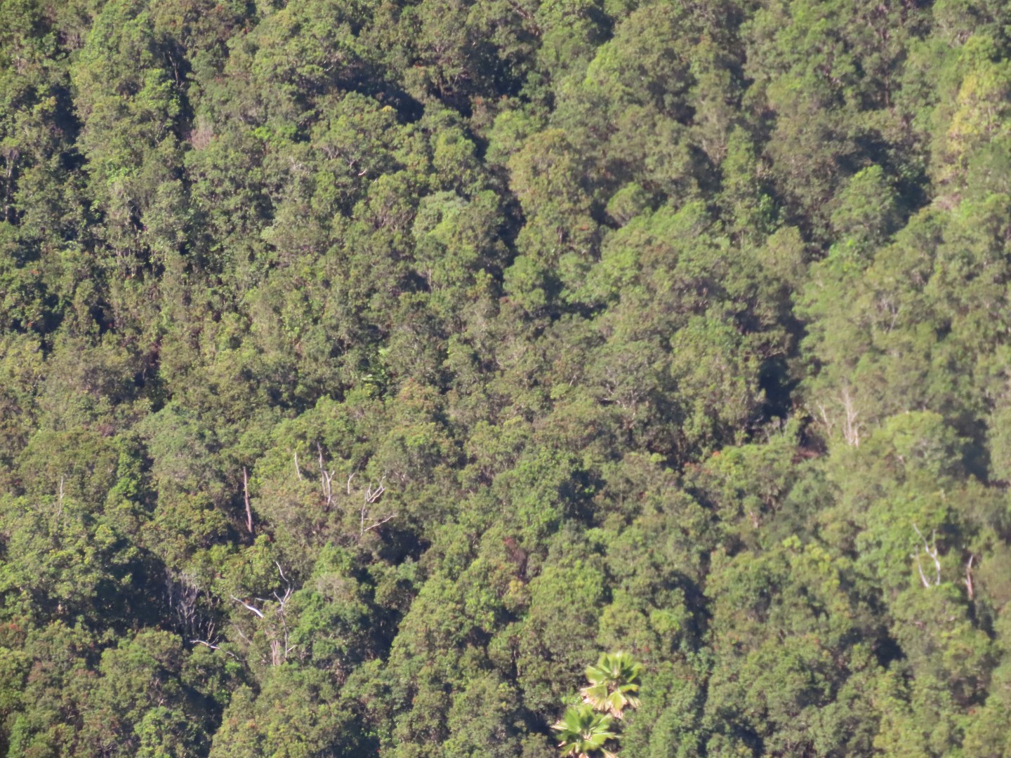 Waterfalls in the Rain Forest on the Big Island of Hawaii 14 of 15 (#0550)