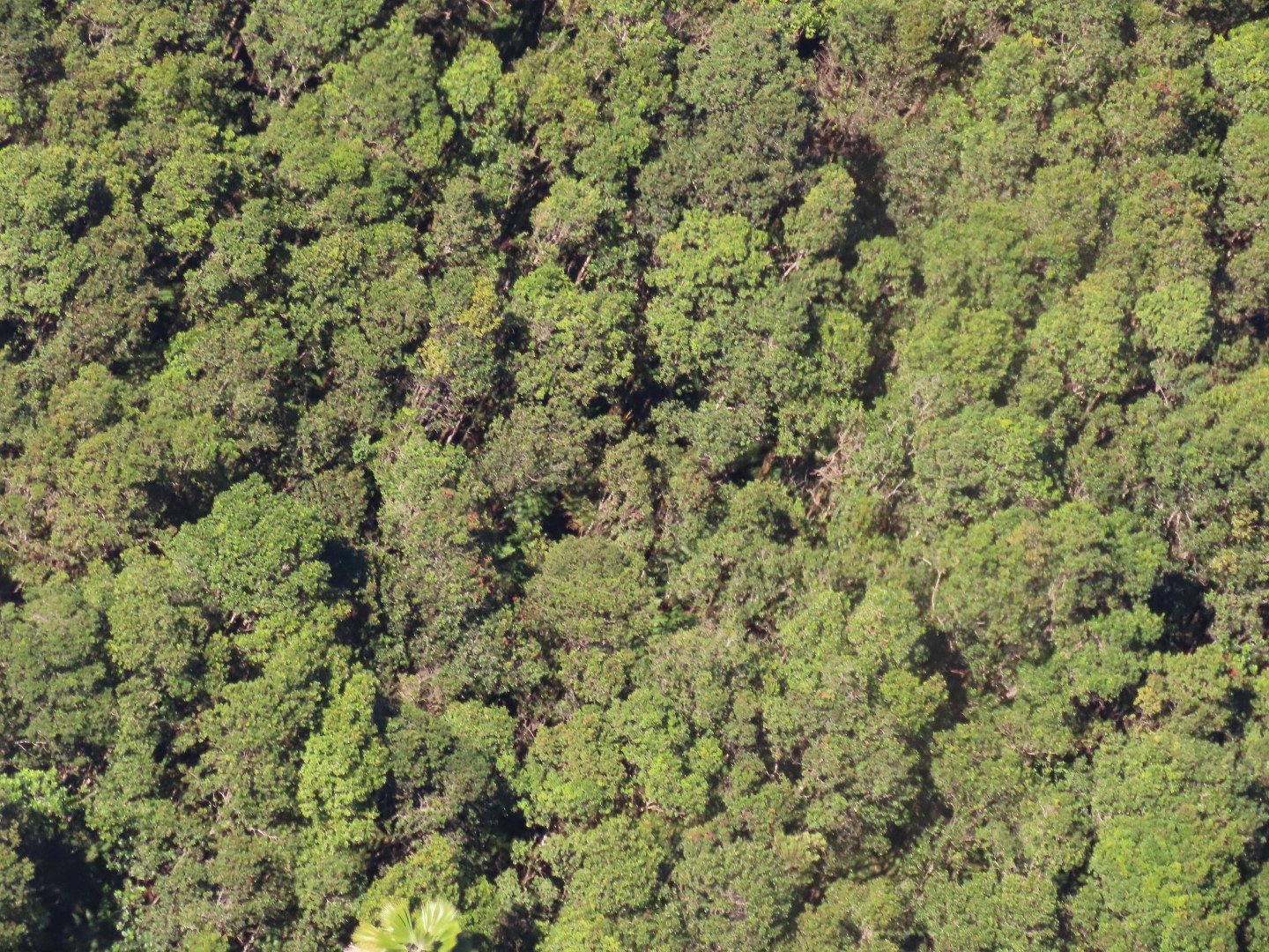 Waterfalls in the Rain Forest on the Big Island of Hawaii 15 of 15 (#0551)