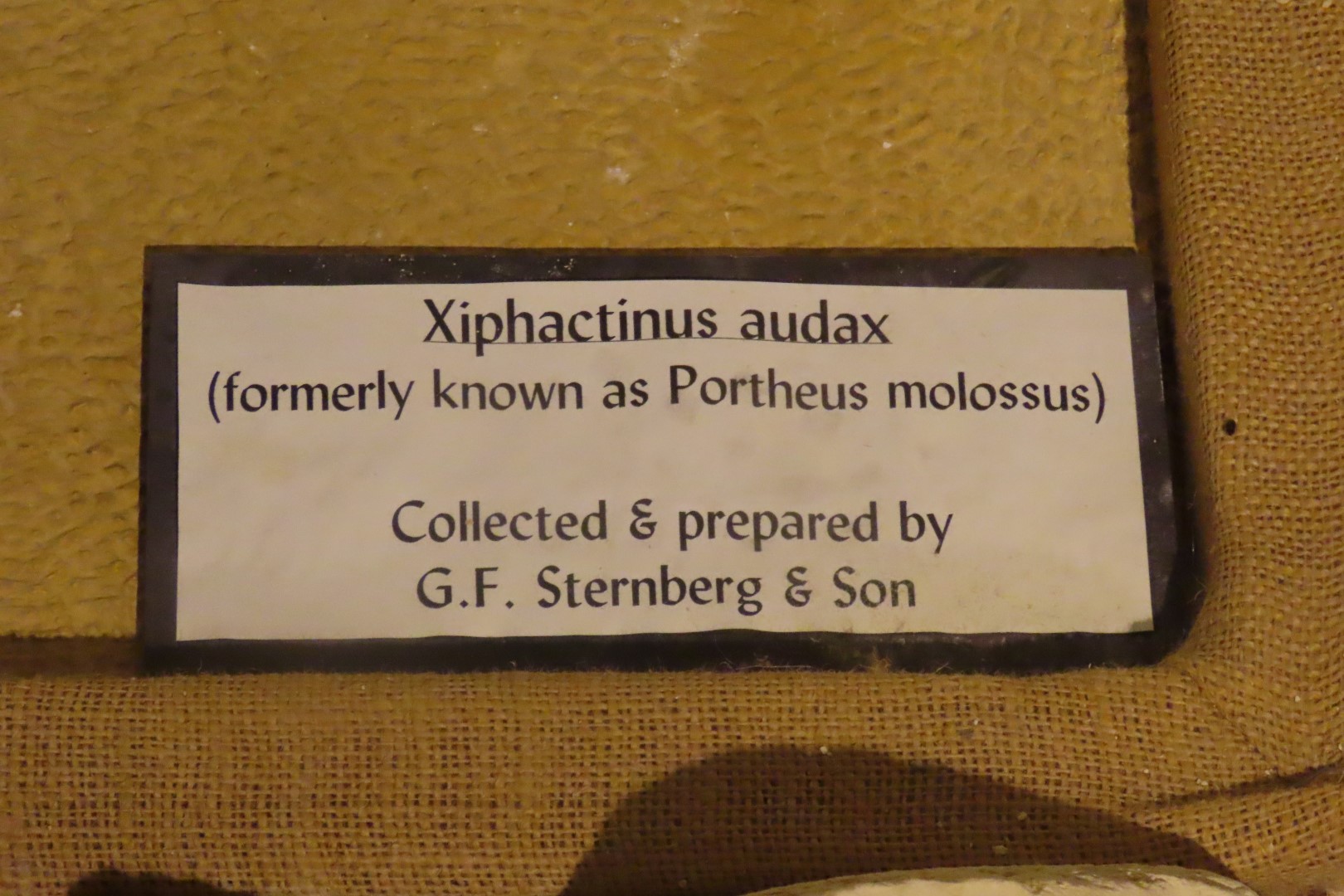 Fick Museum in Oakley Kansas  8 of 28 (#1353)