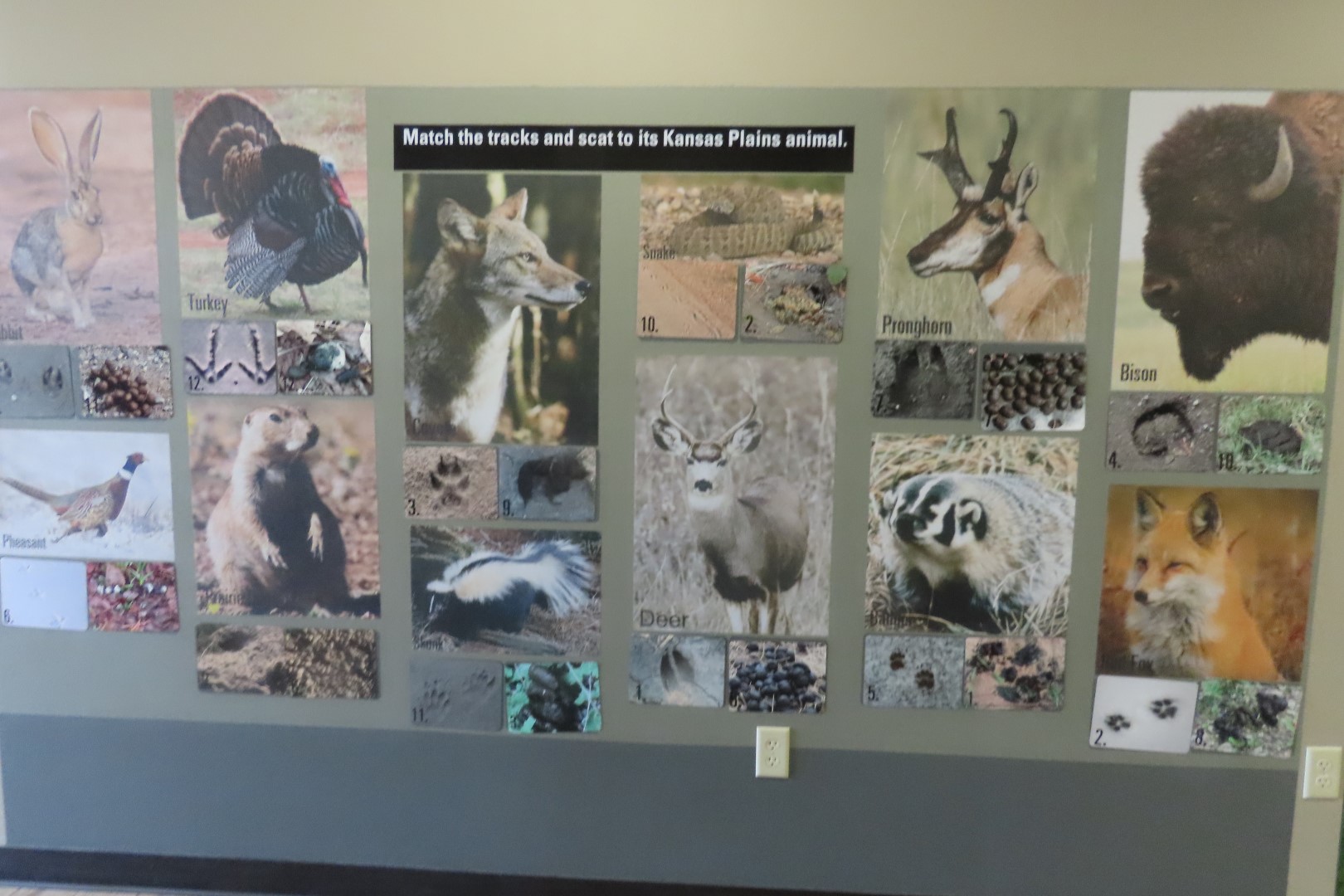 Buffalo Bill Museum in Oakley Kansas  8 of 15 (#1384)