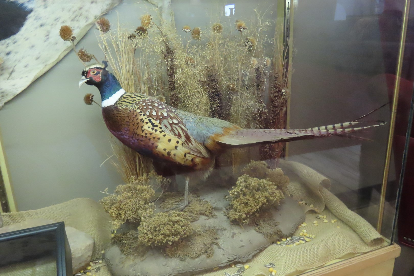 Buffalo Bill Museum in Oakley Kansas 11 of 15 (#1387)