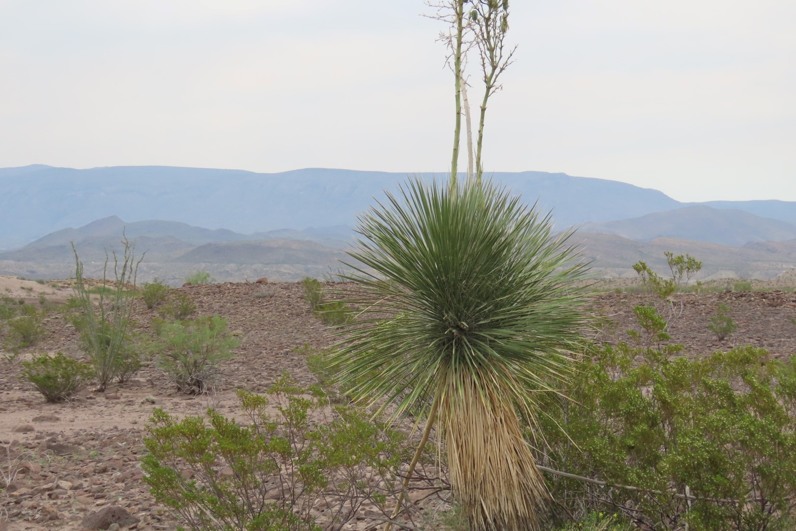 Big Bend National Park along highway 385 in Texas  8 of 11 (#1560)