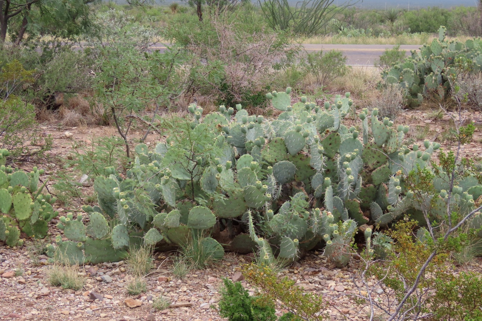 Big Bend National Park Panther Visitor Center in Texas  2 of  5 (#1572)