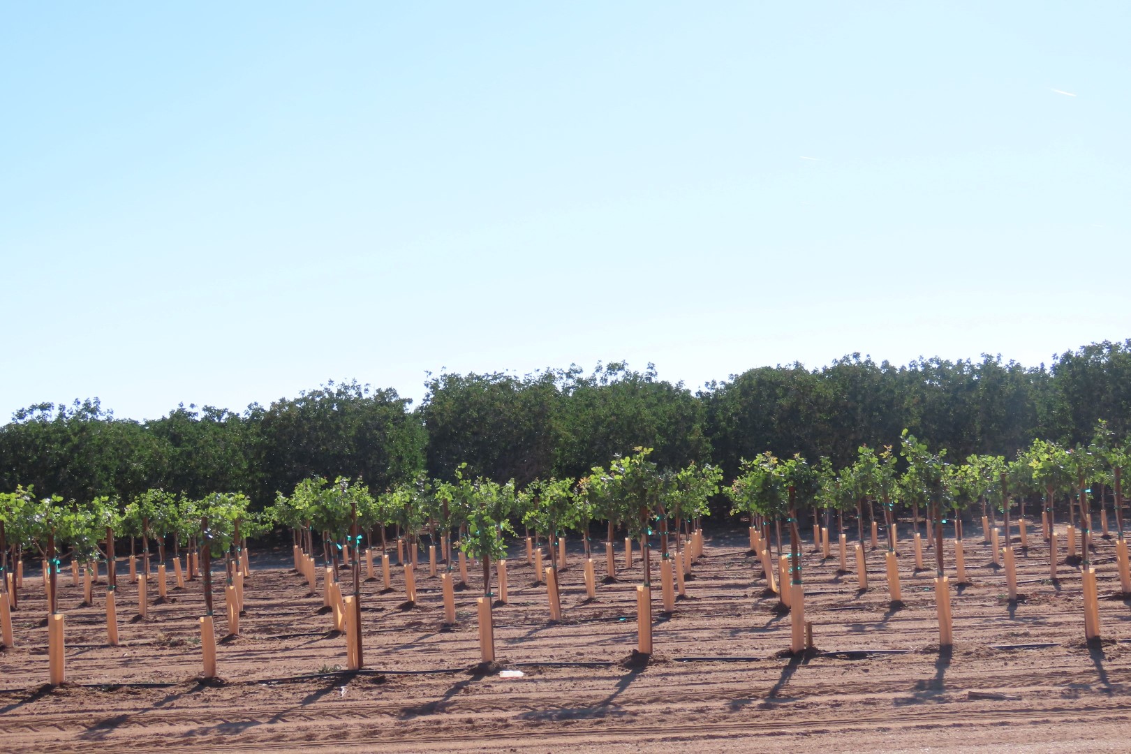 Fruit trees on road to Fort Bowie National Park in southeast Arizona  1 of  2 (#1616)