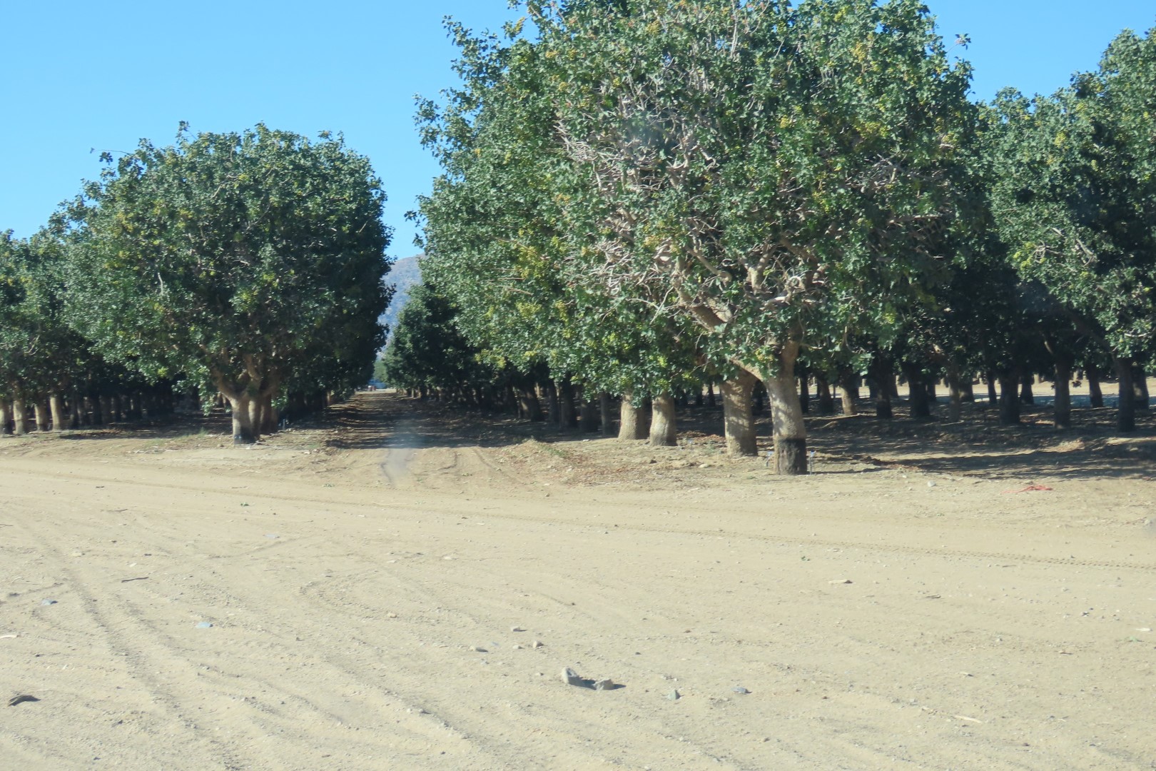 Fruit trees on road to Fort Bowie National Park in southeast Arizona  2 of  2 (#1617)