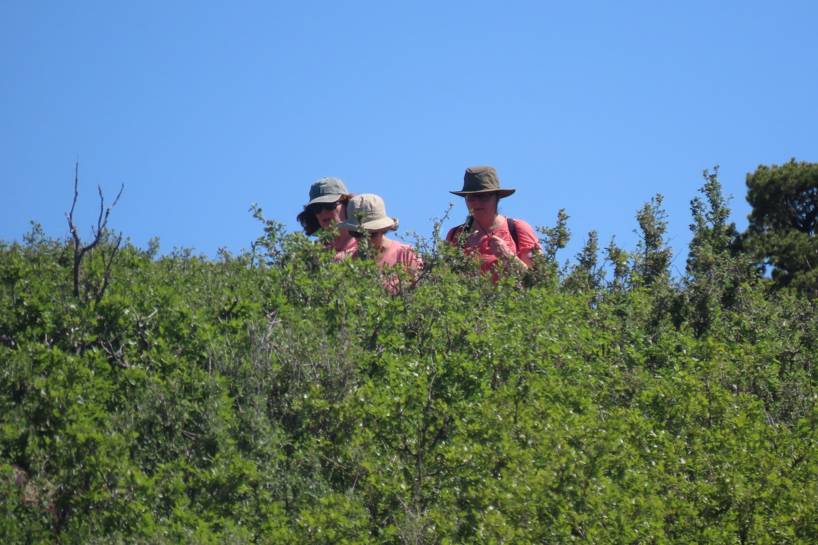Capulin Volcano National Park in northeast New Mexico 26 of 28 (#1730)