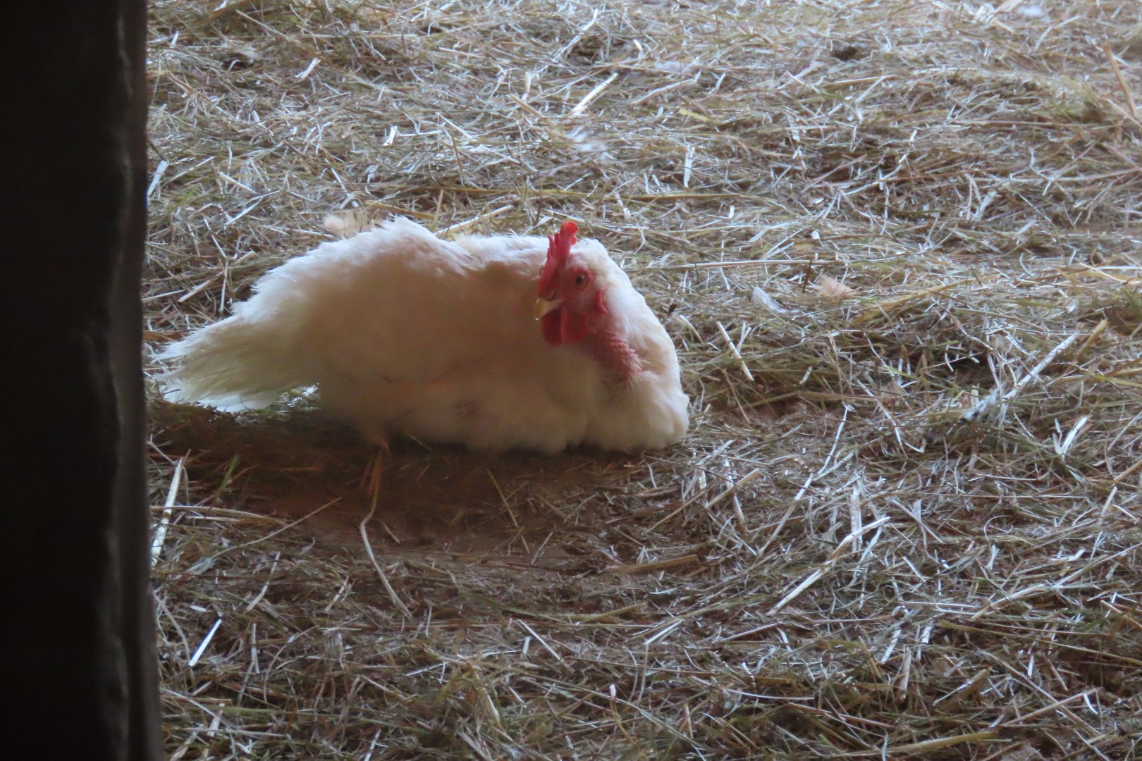 Bents Fort National Park in southeast Colorado 26 of 35 (#1765)