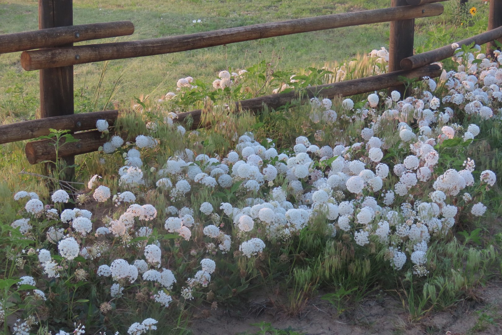 Sand Creek National Park in southeast Colorado  4 of  9 (#1780)