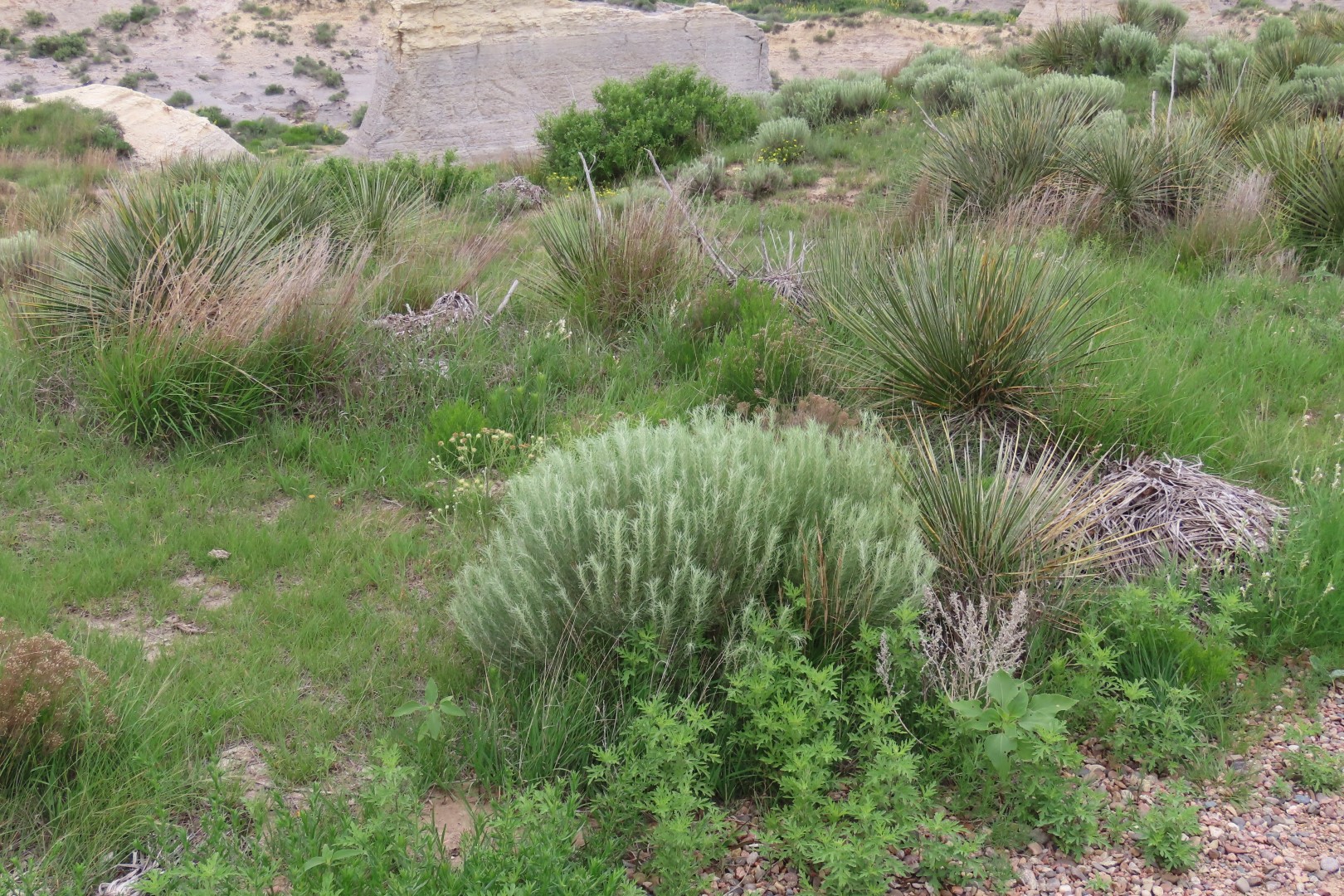 Little Jerusalem Badlands State Park in western Kansas 16 of 29 (#1800)