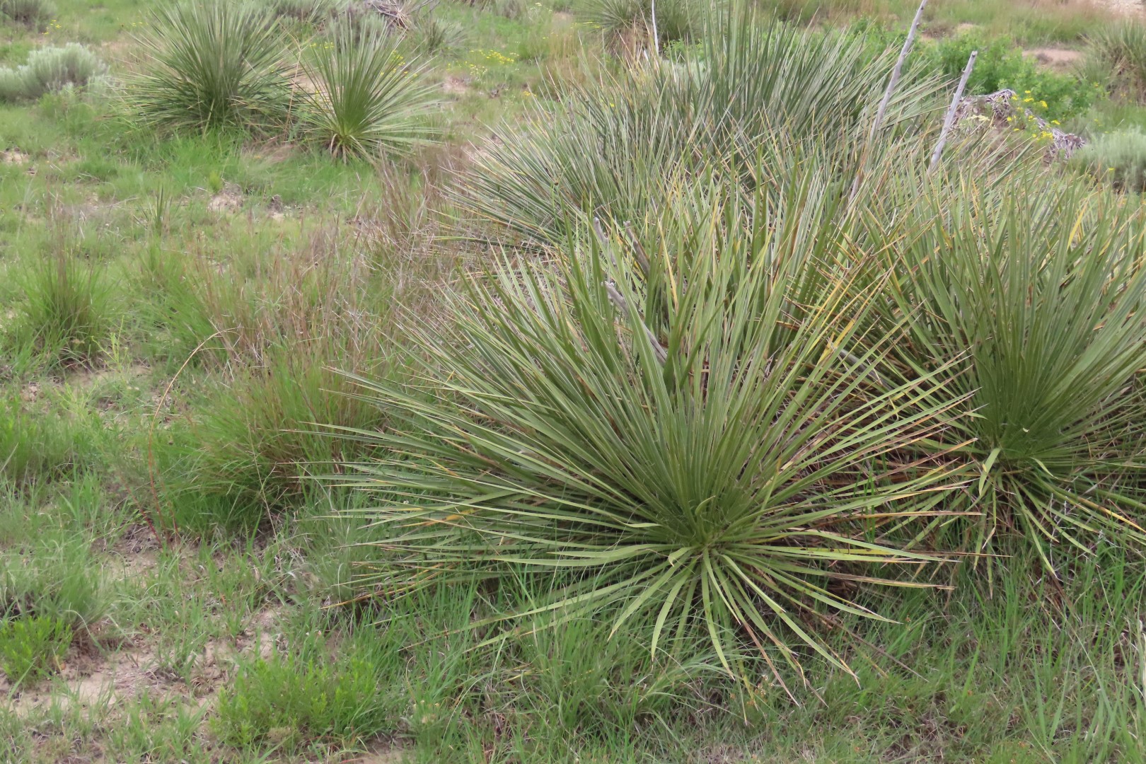Little Jerusalem Badlands State Park in western Kansas 17 of 29 (#1801)