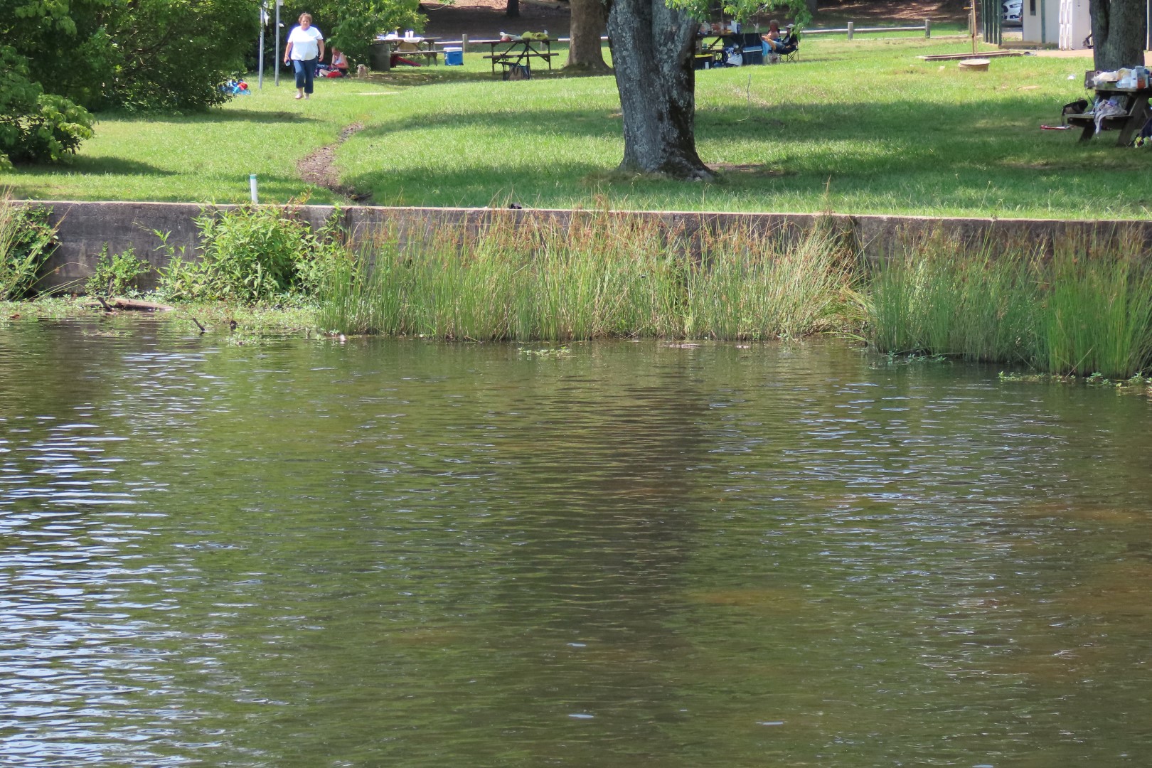 Lake at Chickasaw State Park in Tennessee 16 of 19 (#1868)